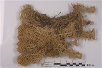 藏品(多枝泥炭苔)的圖片